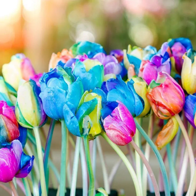 Rainbow Tulip Seeds