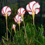 CANDY CANE OXALIS VERSICOLOR PLANT SEEDS