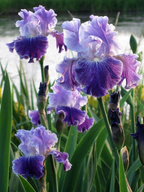 Purple Iris Seeds