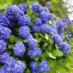 🔥 Limited Edition! Red, White & Blue Hydrangeas for America’s 250th 🇺🇸