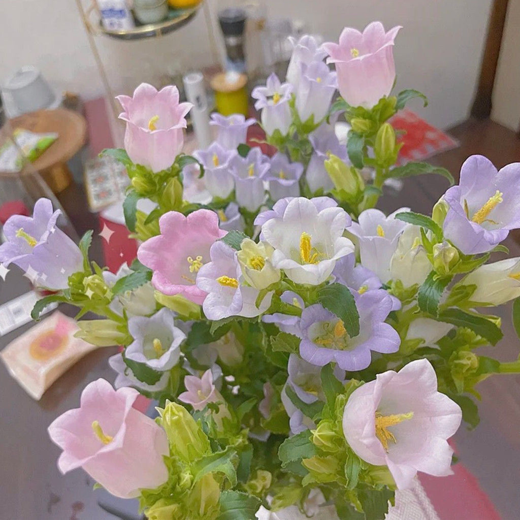 Campanula Seeds, Potted Flower Seeds