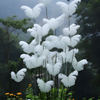 White Butterfly Flower Seeds-Amazing Angel Butterfly Plant🔥