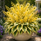 🔥LAST DAY SALE 49% OFF-🏠🤗 Peacock Flame Hosta Seeds💥 Stunning Colors That Brighten Any Space