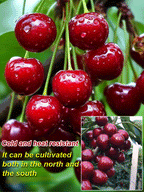 [No fruit, full refund] Premium Giant Sweet Cherry Sapling