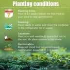 Rainbow Haze Plant Seeds