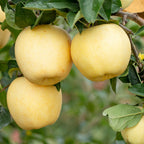 Golden Apple Seeds