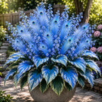 🔥LAST DAY SALE 49% OFF-🏠🤗 Peacock Flame Hosta Seeds💥 Stunning Colors That Brighten Any Space