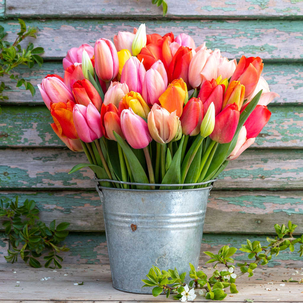 100 x Darwin Hybrid Mix Tulip Seeds