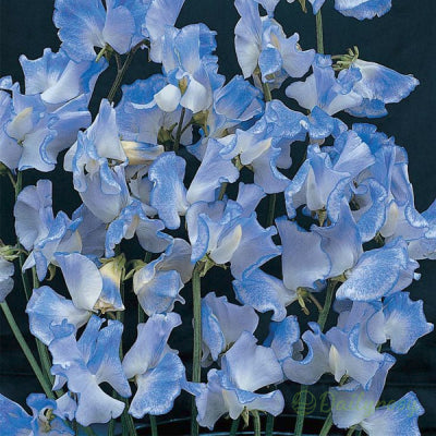 💐Multi Color Sweet Pea Flower Seeds