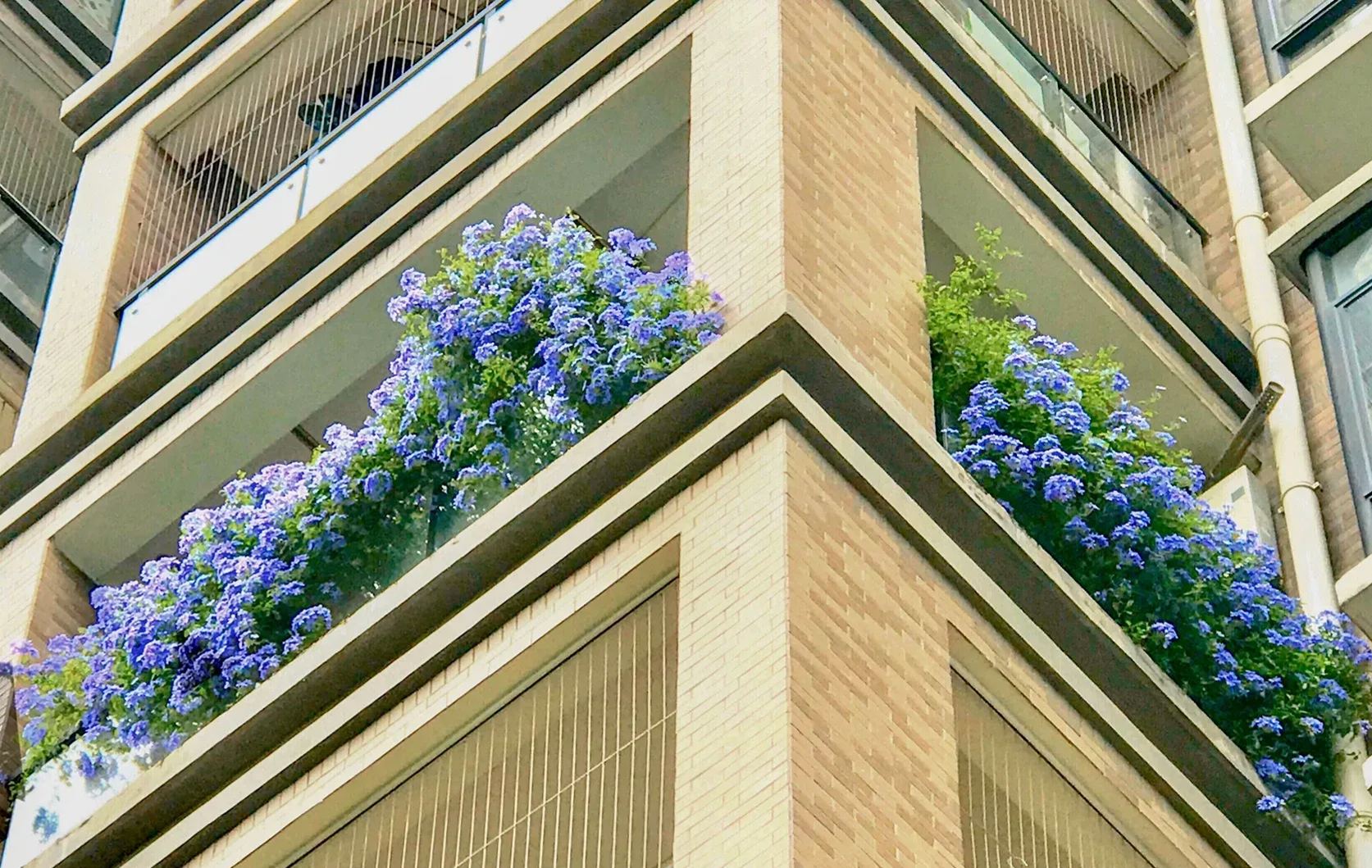 Blue Plumbago Flower Seeds - Blue Gem in the Garden