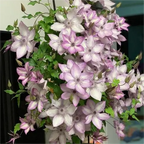 Climbing Clematis Seeds