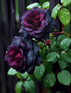 Black Baccara Seeds