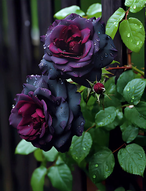 Black Baccara Seeds