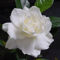 Big Leaf Gardenia Seeds