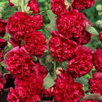 🏆 50K+ SOLD!🌺Double Hollyhock Seeds – Fall & Winter Planting, Perennial Blooms & Stunning Garden Elegance 🍂