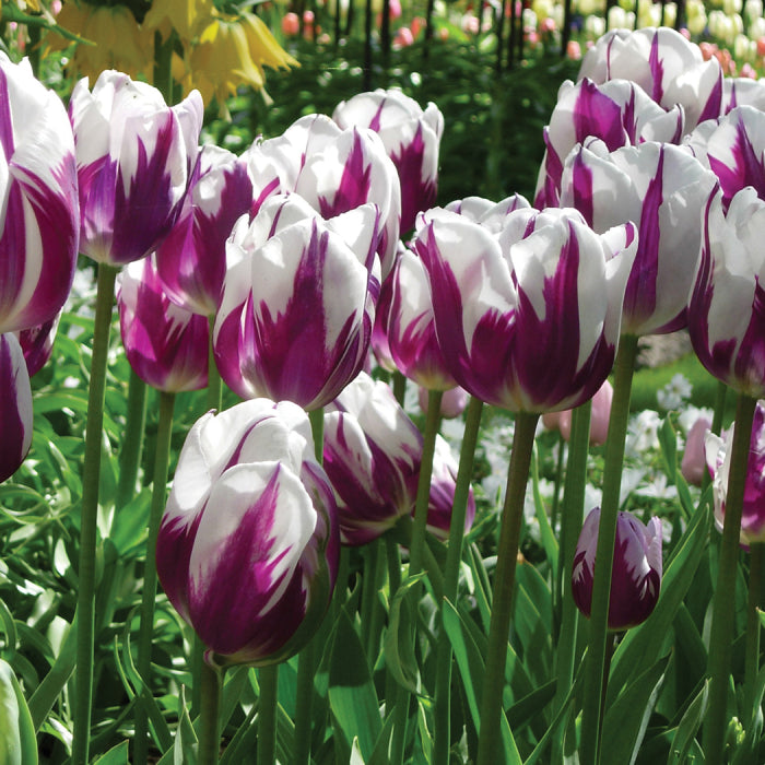 Zurel  Tulip Seeds