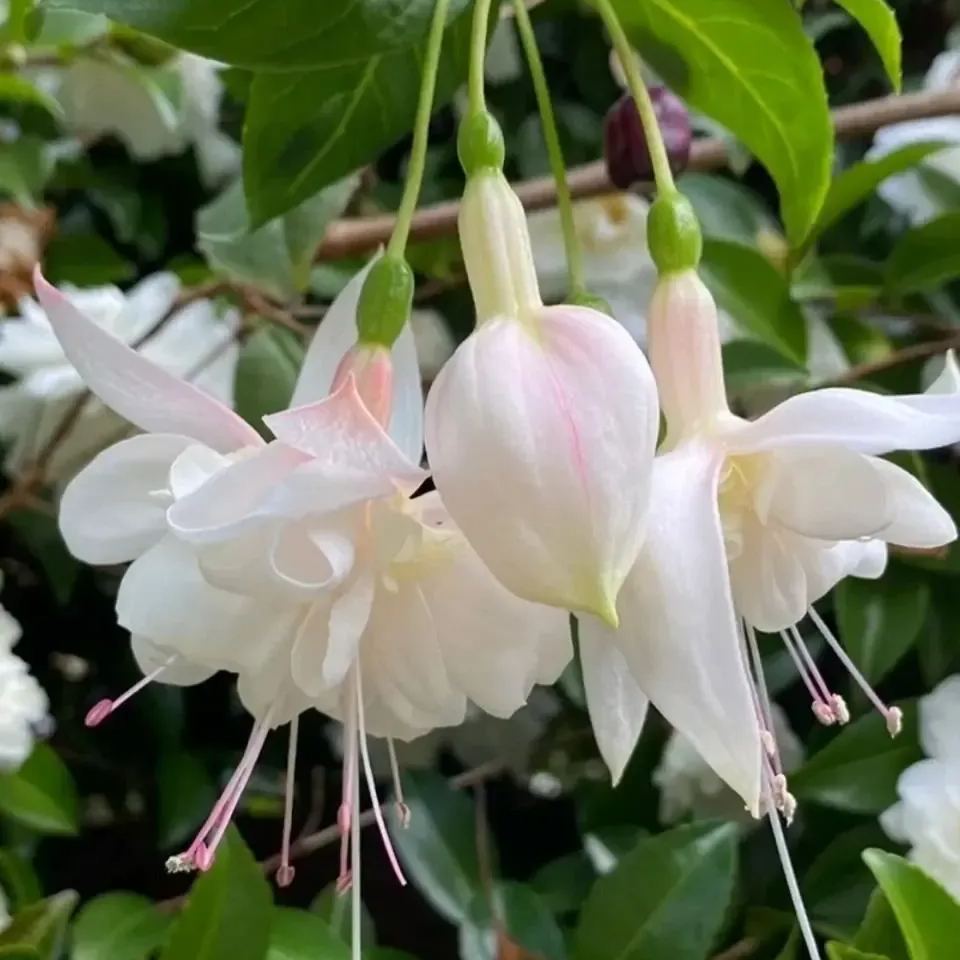🧚🏼Fuchsia Flowers Seeds-Dancing Elf🪴Bonsai