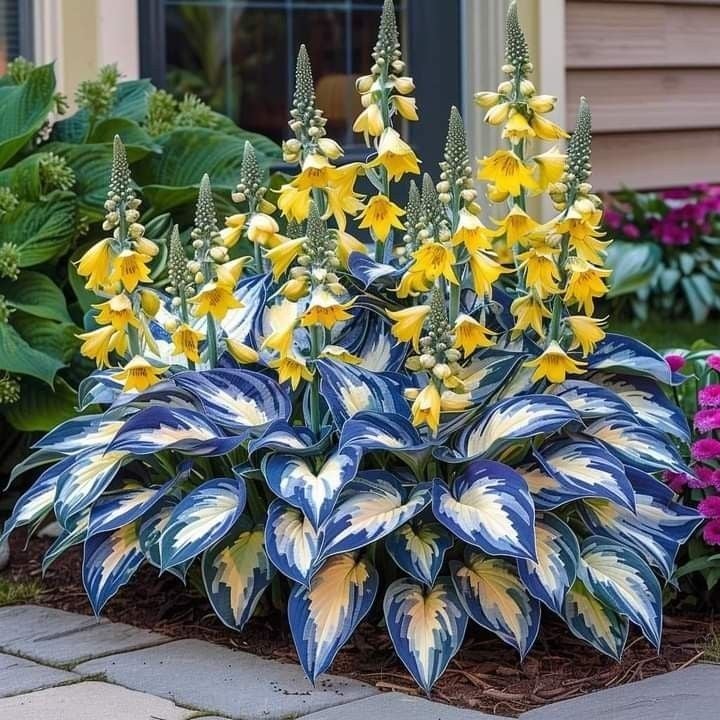 🌿 Rare Hosta Seeds — Premium, Shade-Loving Perennials with Lush Foliage🌈