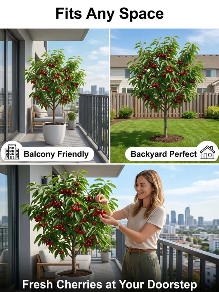 [No fruit, full refund] Premium Giant Sweet Cherry Sapling