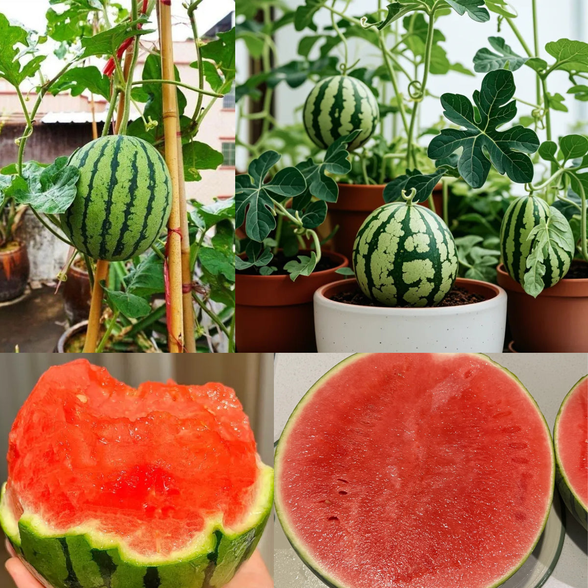 Potted Watermelon Seeds-Small Space Planting
