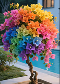 Colorful Bougainvillea Seeds