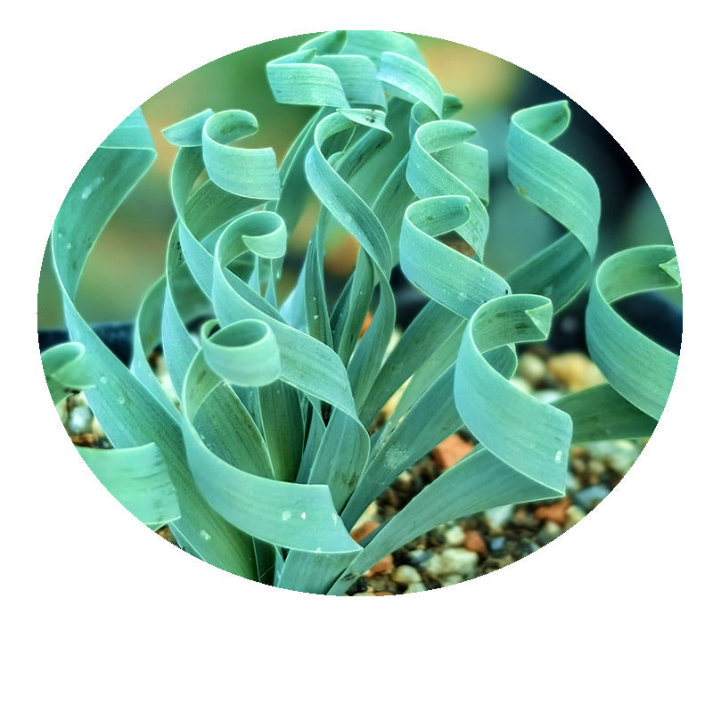 Rare Spring Grass Spiral Succulents