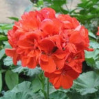 ✨Geranium – The Colorful and Cheerful Fairy of Your Balcony!