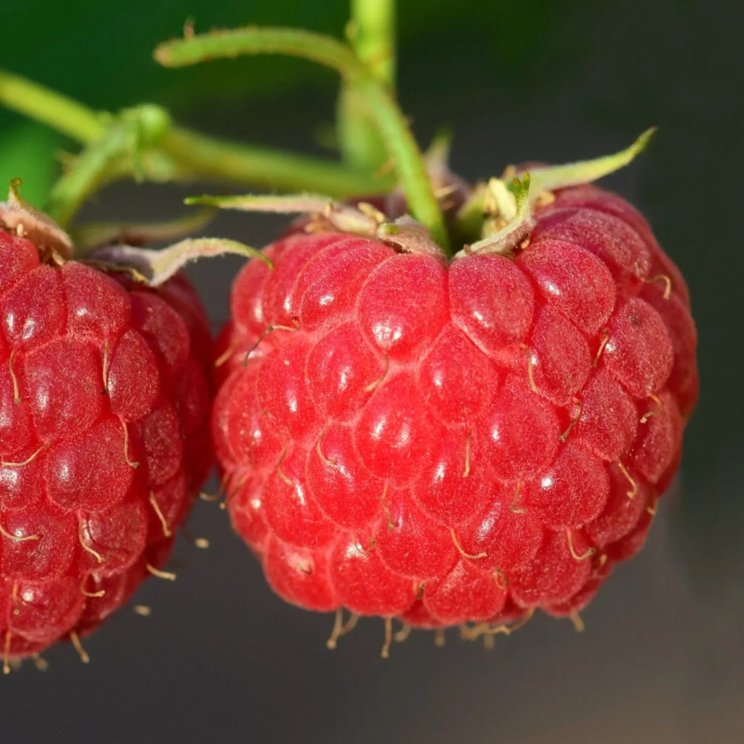 🍓Red Raspberry Seeds