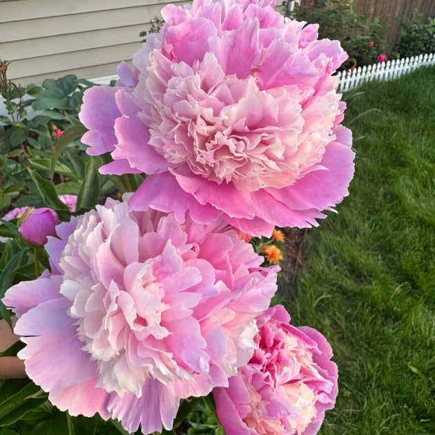 Green Peony Seeds – Symbol of luck and wealth