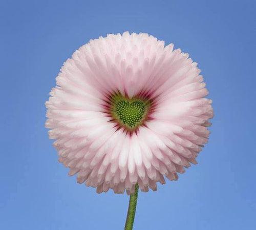 Aster Formula Mixed Colors - Flower Seeds