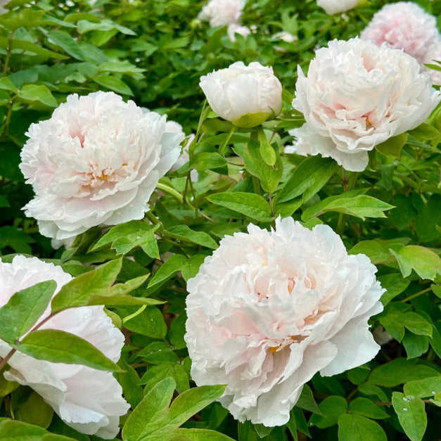 Silver light Peony Seeds – Symbol of luck and wealth