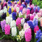 Mixed Color Hyacinth Seeds