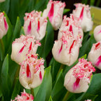 Coldplay Tulip Seeds