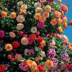 [3 days germination]🔥Last Day 49% OFF🌺Climbing Rose Seeds