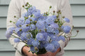 Didiscus lacy lavender blue seeds