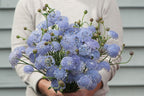 Didiscus lacy lavender blue seeds