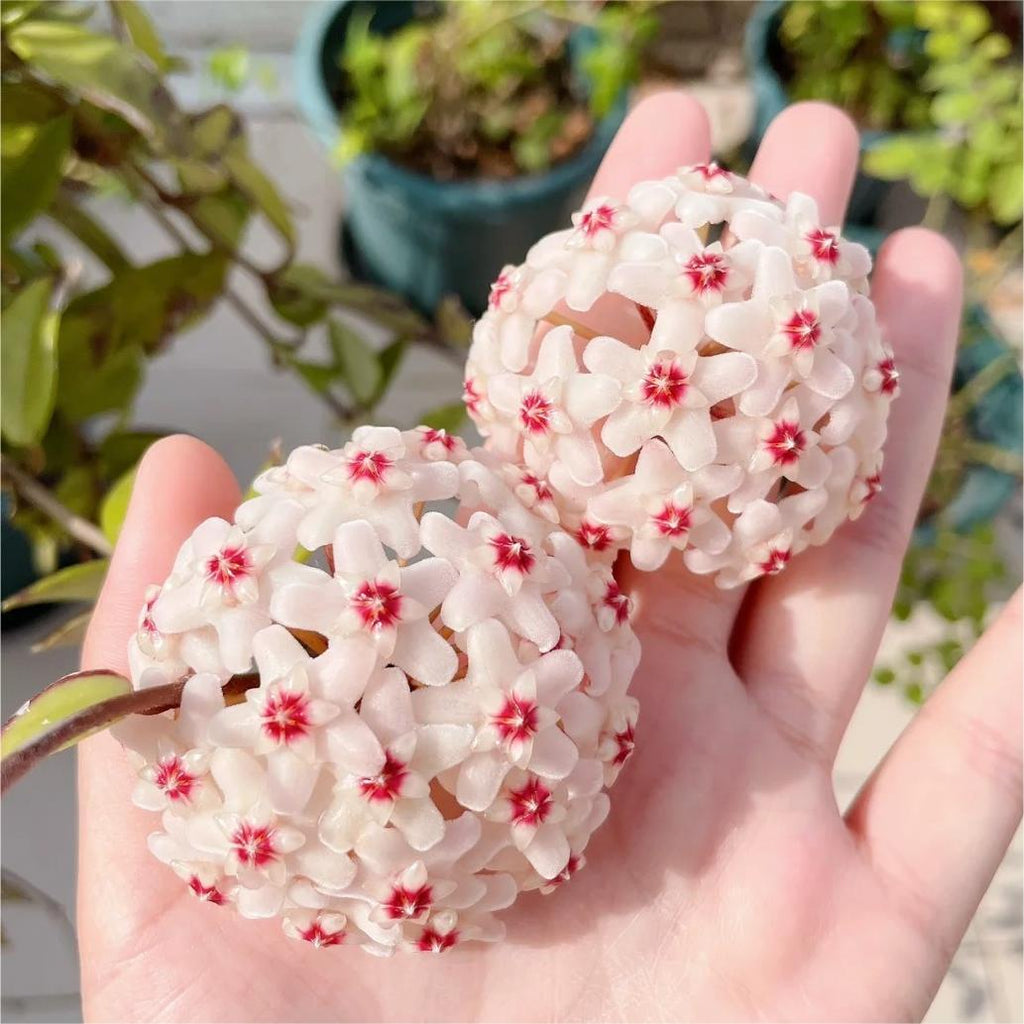 Hoya Seeds - Stars falling from the sky✨