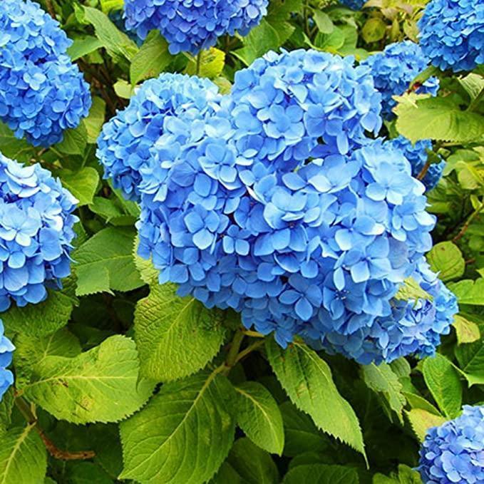 🔥 Limited Edition! Red, White & Blue Hydrangeas for America’s 250th 🇺🇸