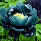Blue Peony Seeds – Symbol of luck and wealth