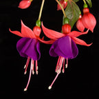 🧚🏼Fuchsia Flowers Seeds-Dancing Elf🪴Bonsai
