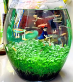 🌿Air Purifying Fish Tank Aquatic Plant Seeds