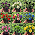 MIX🪴Double-flowered Rose Orchid Bulbs-Cold-resistant and fragrant