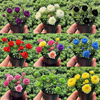 MIX🪴Double-flowered Rose Orchid Bulbs-Cold-resistant and fragrant