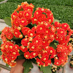 Golden Fox Longevity Flower Seeds