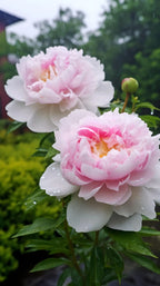 White Peony Seeds – Symbol of luck and wealth