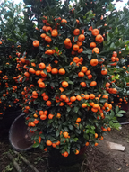 🍊Red Tangerine Seeds-Sweet, Juicy, Abundant Harvests