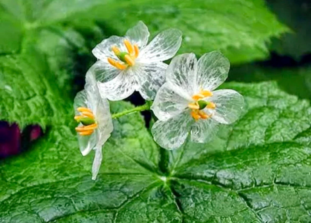 Crystal Flower Seeds