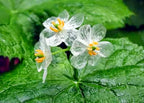 Crystal Flower Seeds