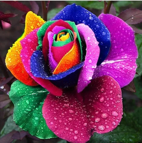💙BLUE ENCHANTRESS ROSE SEEDS✨