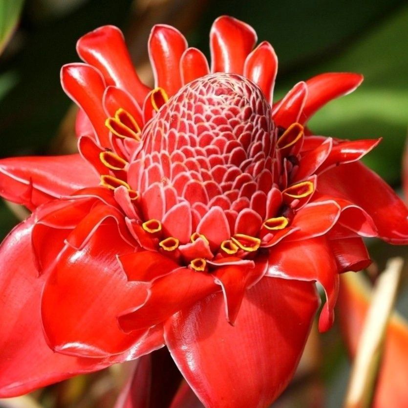 Porcelain rose seeds-Etlingera elatior-Torch Ginger